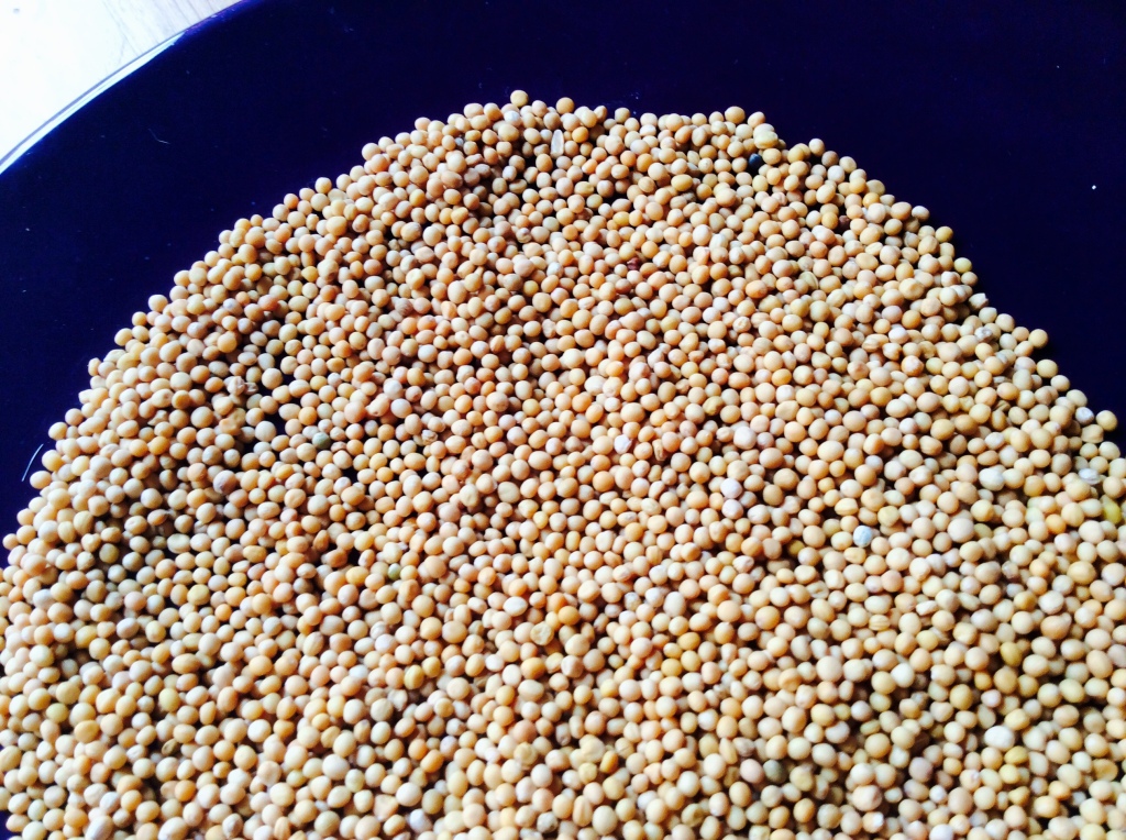 mustard seed for dream pillow