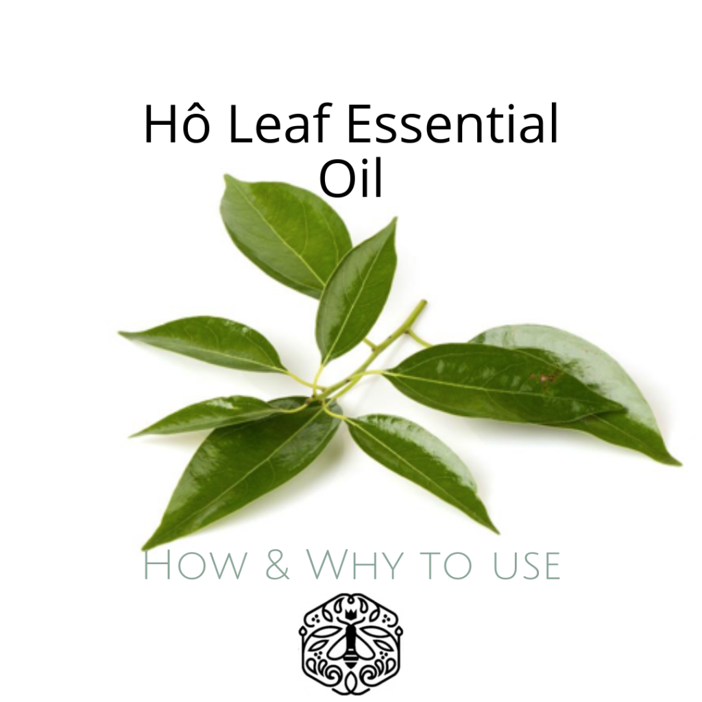 Hô Leaf Essential Oil